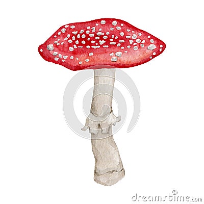 Watercolor amanita mushroom clipart Cartoon Illustration