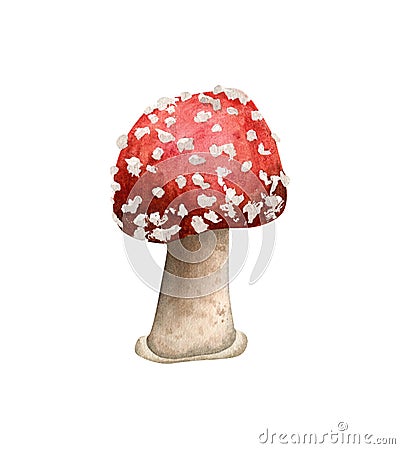 Watercolor amanita mushroom illustration. Fly agaric, poisonous hand drawn mushrooms Cartoon Illustration