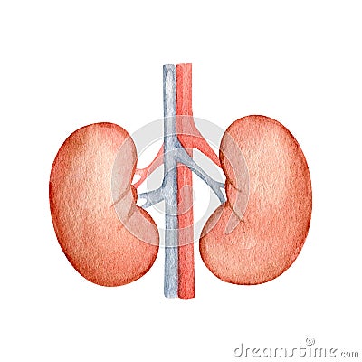 Watercolor anatomy organ kidneys illustration. Cartoon Illustration