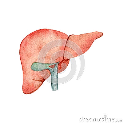 Watercolor anatomy organ liver illustration. Cartoon Illustration