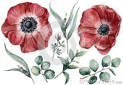 Watercolor anemone and eucalyptus big set. Hand painted red anemone, baby, seeded and silver dollar eucalyptus branch Cartoon Illustration