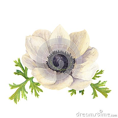 Watercolor anemone flower with leaves. Hand drawn floral illustration with white background. Botanical illustration Cartoon Illustration