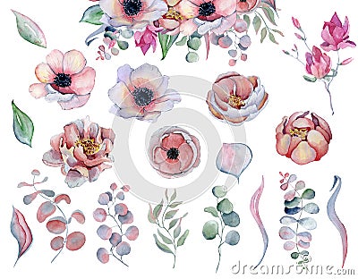 Watercolor anemone peonies flowers and leaves Cartoon Illustration