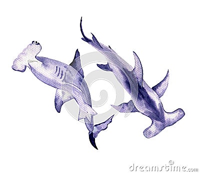 Watercolor animal sketch illustration. Shark hammer in two positions isolated on white Stock Photo