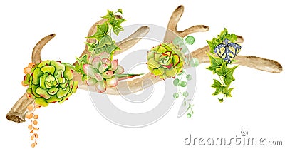 Watercolor antler with succulent Stock Photo