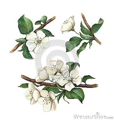 Watercolor apple flowers set Cartoon Illustration