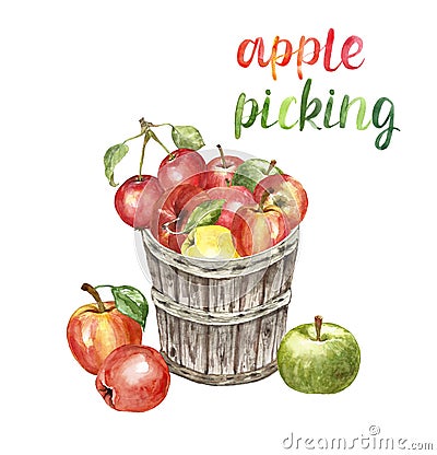 Watercolor apple picking illustration. Autumn harvest illustration with fresh red apples in a wooden basket, isolated Cartoon Illustration