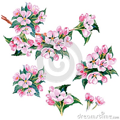 Watercolor apple tree branch with flowers. Spring background. Vector Cartoon Illustration