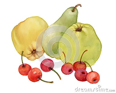 Watercolor of apples, pear and cherries. Vector Illustration