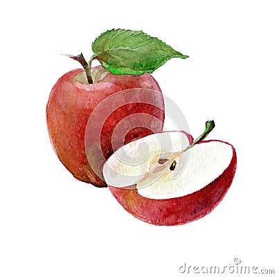 Watercolor Apples on a white background. Stock Photo