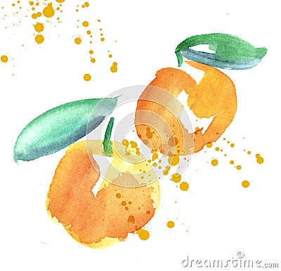 Watercolor apricot fruit illustration. Cartoon Illustration