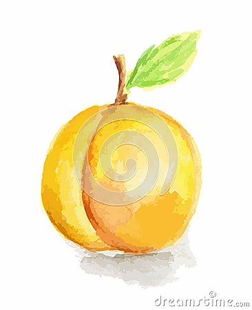 watercolor apricot. Vector Illustration