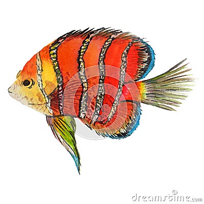 Watercolor aquatic underwater colorful tropical fish set. Red sea and exotic fishes inside. Stock Photo