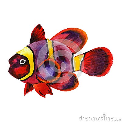 Watercolor aquatic underwater colorful tropical fish set. Red sea and exotic fishes inside. Stock Photo