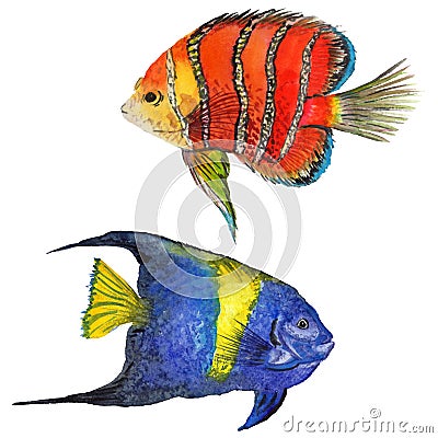 Watercolor aquatic underwater colorful tropical fish set. Red sea and exotic fishes inside. Stock Photo