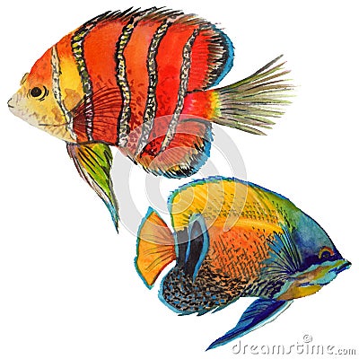 Watercolor aquatic underwater colorful tropical fish set. Red sea and exotic fishes inside. Stock Photo