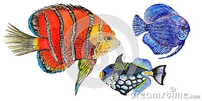 Watercolor aquatic underwater colorful tropical fish set. Red sea and exotic fishes inside. Stock Photo