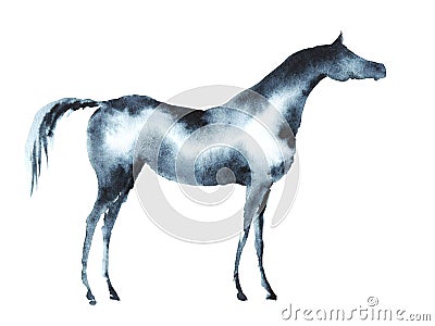 Watercolor arabian horse on white. Stock Photo