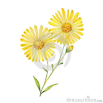 Watercolor arnica flowers Stock Photo