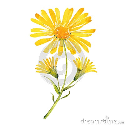 Watercolor arnica flowers Stock Photo