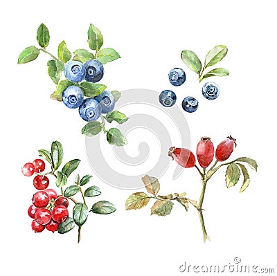 Watercolor art berry set Cartoon Illustration