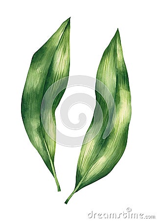 Watercolor Aspidistra leaves hand drawn Cartoon Illustration