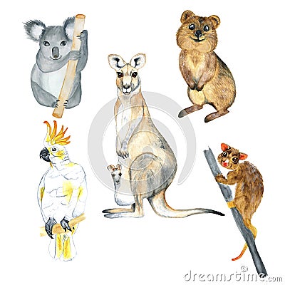 Watercolor Australia animals on a white background. Kangaroo, quokka, cockatoo, possum, koala Cartoon Illustration