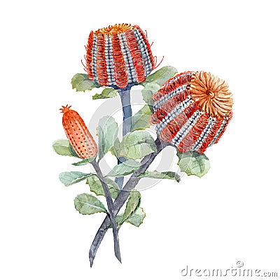 Watercolor australian banksia vector composition Vector Illustration