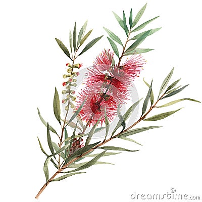 Watercolor australian callistemon illustration Cartoon Illustration