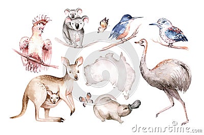 Watercolor australian cartoon kangaroo emu, koala and flying fox, . Australian kangaroos set kids illustration. Nursery Cartoon Illustration