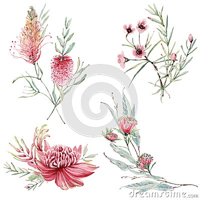 Watercolor australian flowers set Stock Photo