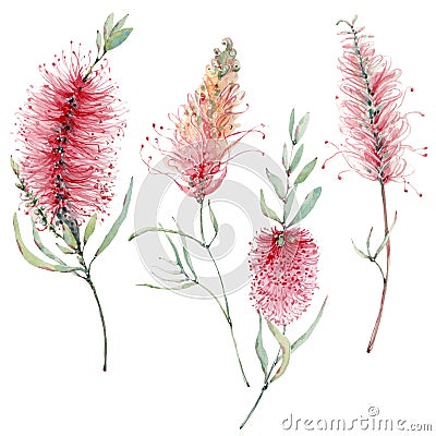 Watercolor australian flowers set Stock Photo