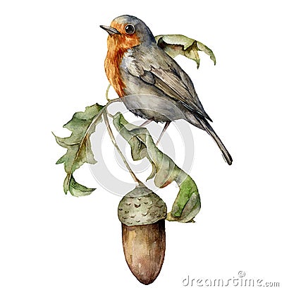 Watercolor autumn composition with robin redbreast and acorn. Hand painted bird and oak leaves isolated on white Cartoon Illustration