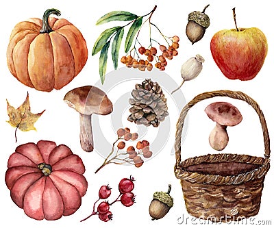 Watercolor autumn harvest bright set. Hand painted pumpkins, leaves, mushrooms, rowan, apple, cone, acorn, woven basket Cartoon Illustration