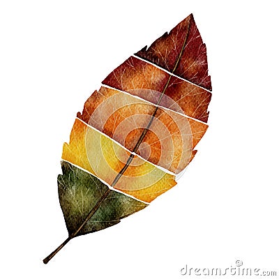 Watercolor Autumn leaf , Digital hand paint muliticolour isolated leaf on white background, Natural elements for Thank giving card Stock Photo