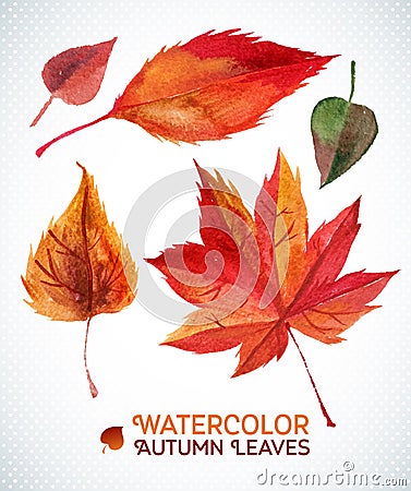 Watercolor autumn leaf set.Vector illustration Collection of watercolor hand drawn leaves. Vector Illustration