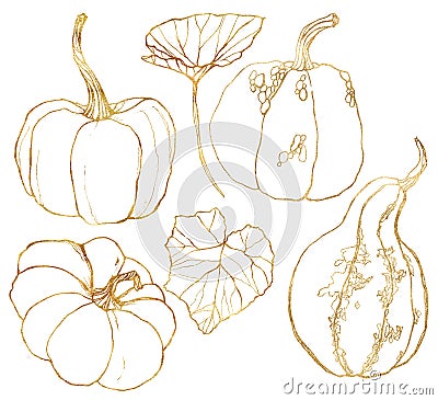 Watercolor autumn linear set of gold pumpkins and leaves. Hand painted gourds isolated on white background. Botanical Cartoon Illustration