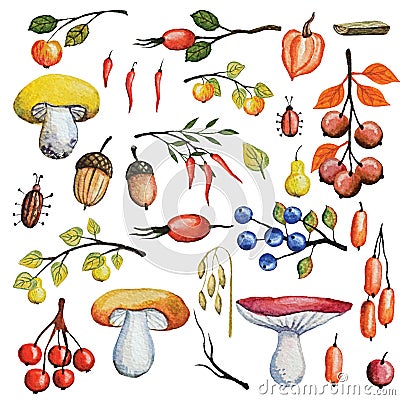 Watercolor autumn mushrooms,berries,branches set Cartoon Illustration