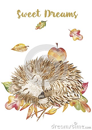 Watercolor autumn set, card with a cute cartoon sleeping hedgehog in the leaves. Stock Photo