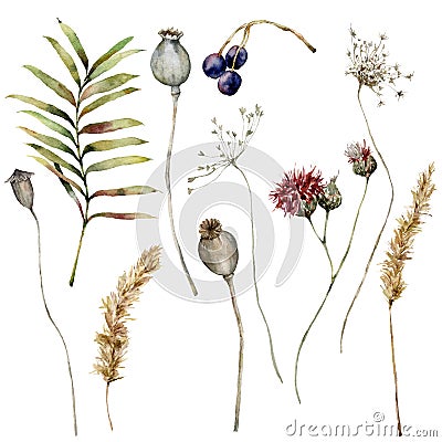 Watercolor autumn set of dry pampas grass, poppy, anise, thistle, berry and leaves. Hand painted fall plants isolated on Cartoon Illustration