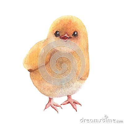 Watercolor baby chicks, Easter baby chicken, Cute spring bird, little chick illustration on isolated background Cartoon Illustration