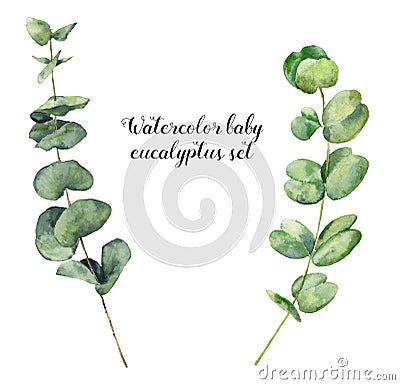 Watercolor baby eucalyptus set. Hand painted round leaves and branch isolated on white background. Floral elements for Stock Photo