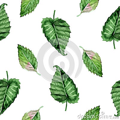 Watercolor background with green raspberry leaves. Seamless pattern on white. Stock Photo