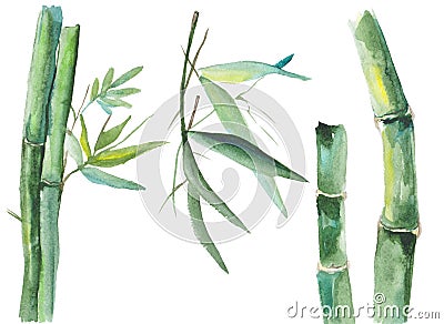 Watercolor bamboo illustration Stock Photo