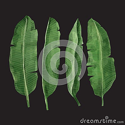 Watercolor banana leaf set, vector Vector Illustration