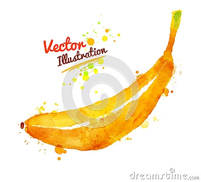 Watercolor of banana Vector Illustration