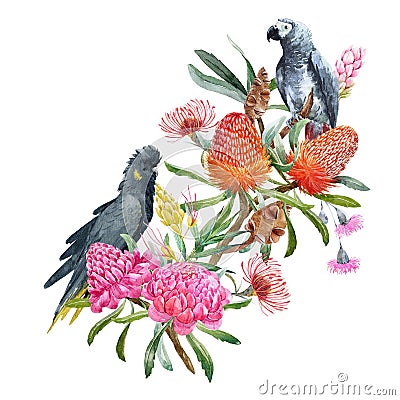 Watercolor banksia flower composition Cartoon Illustration