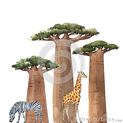 Watercolor baobab adansonia african tree illustrationswith zebra and giraffe Cartoon Illustration