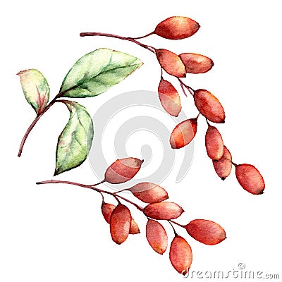 Watercolor barberry set. Hand painted berries, leaves and branches isolated on white background. Botanical illustration Cartoon Illustration