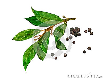 Watercolor bay leaf and black pepper. Botanical hand drawn illustration, laurel herbs object isolated on white Cartoon Illustration